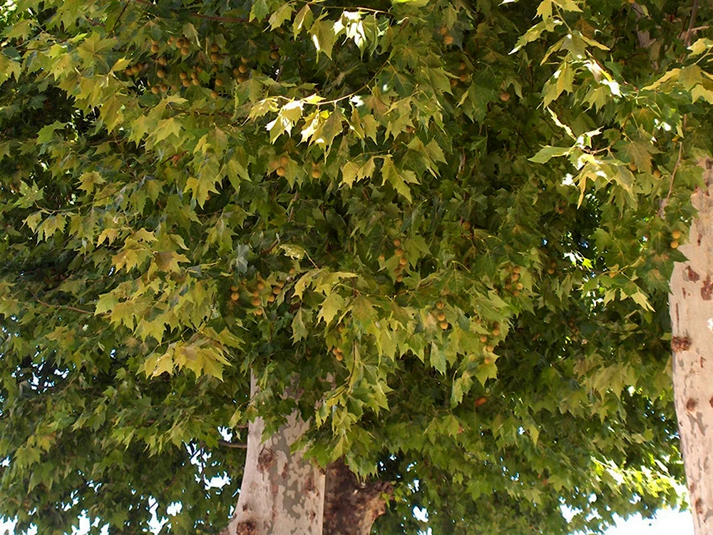 Platanus kerrii