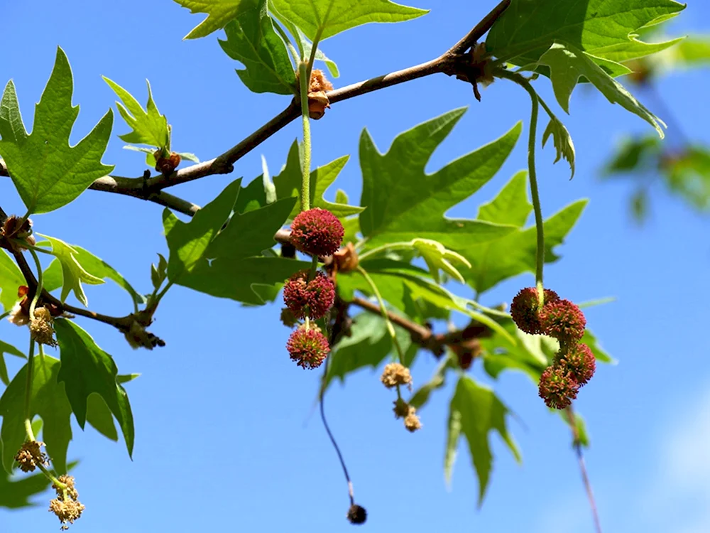 Platanus orientalis