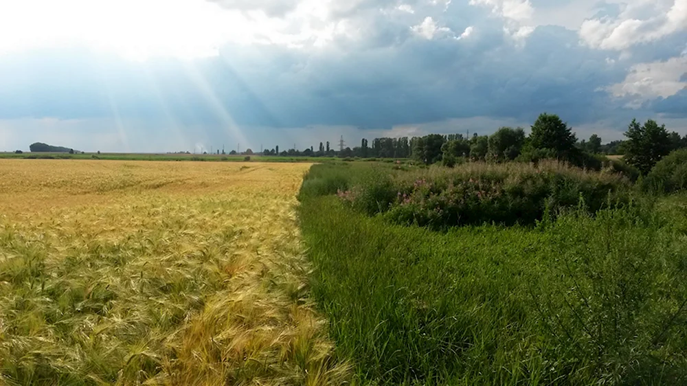 Поле Воронеж