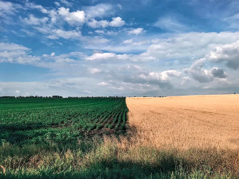 Поля Кубани