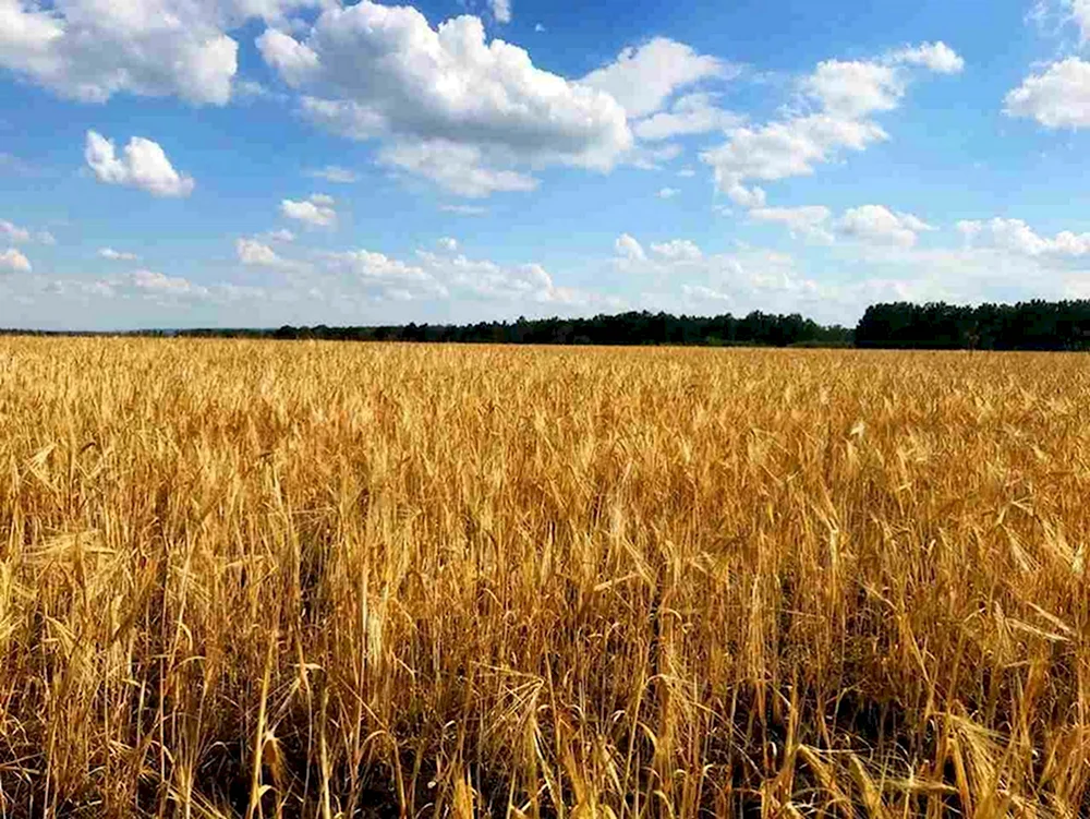 Поля Воронежской области
