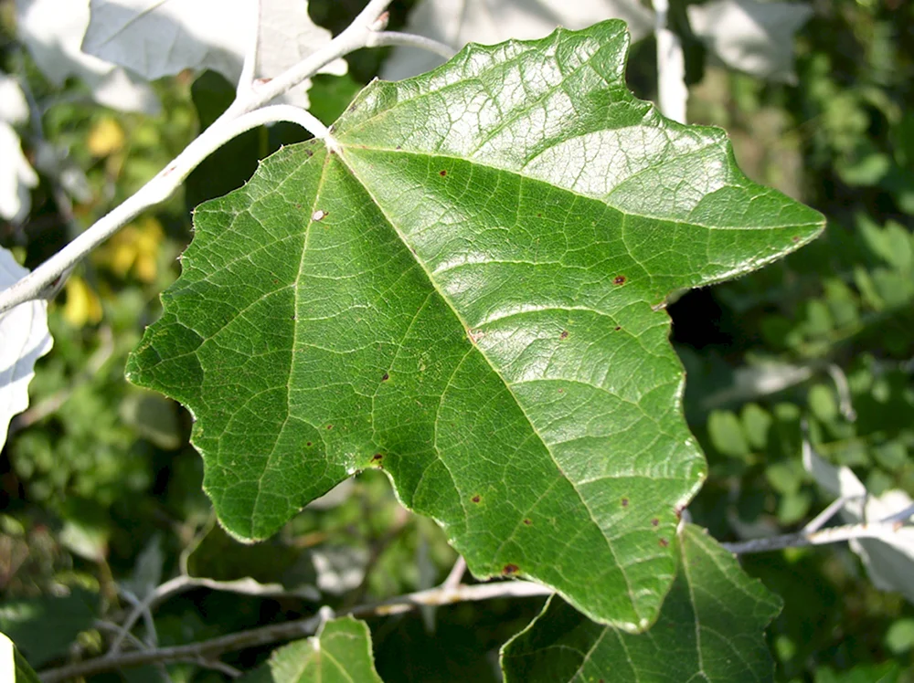 Populus Alba l.