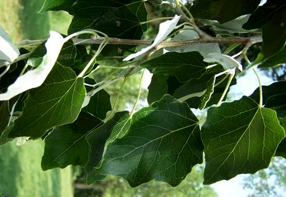 Populus Alba листья