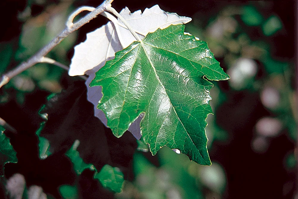 Populus Alba листья