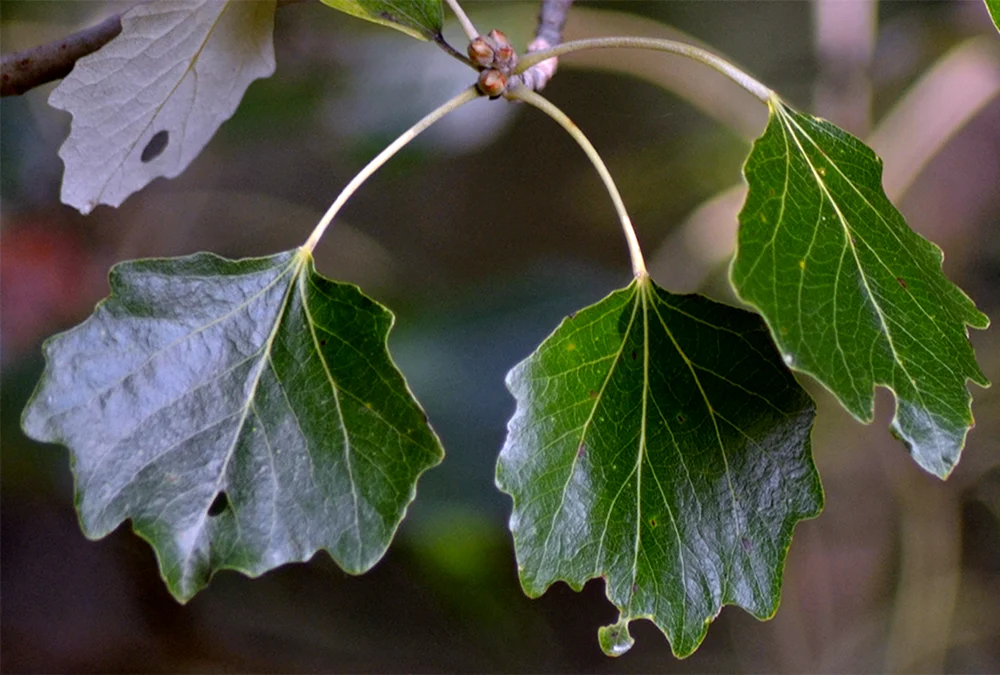Populus Alba листья