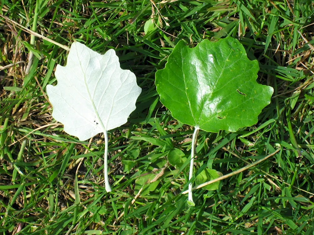 Populus Alba листья
