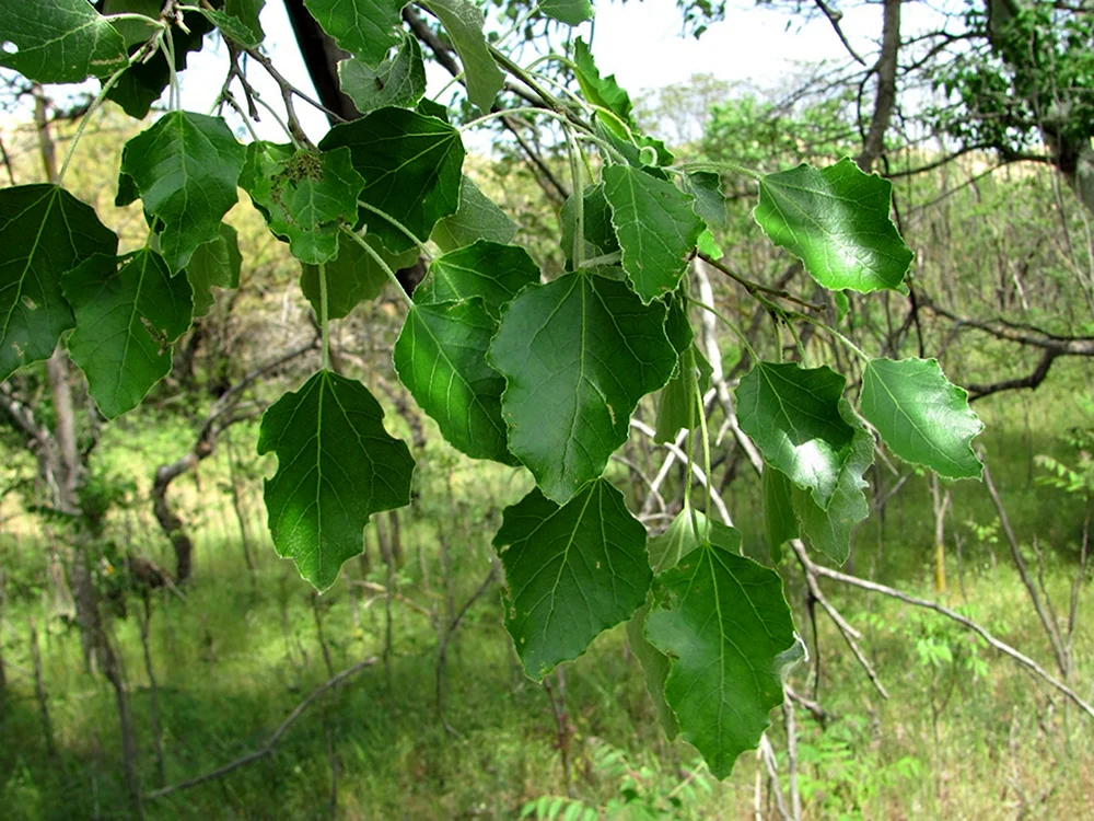 Populus Alba рисунок