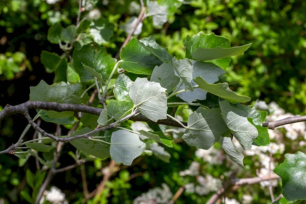 Populus Alba Тополь белый