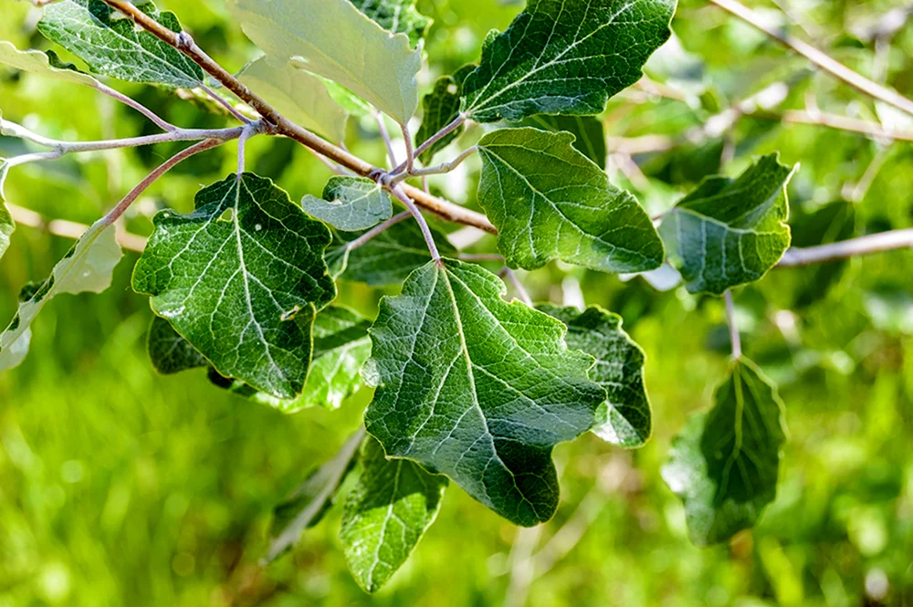 Populus Alba Тополь белый