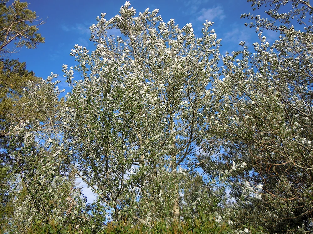 Populus Alba Тополь белый