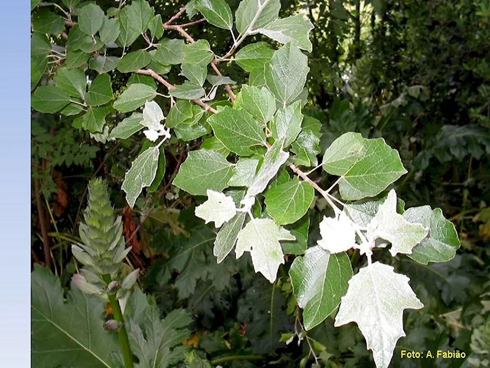Populus Alba Тополь белый