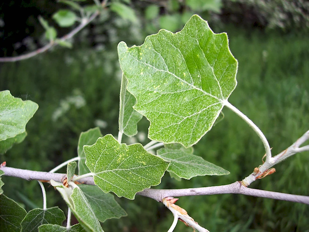 Populus canescens Тополь сереющий