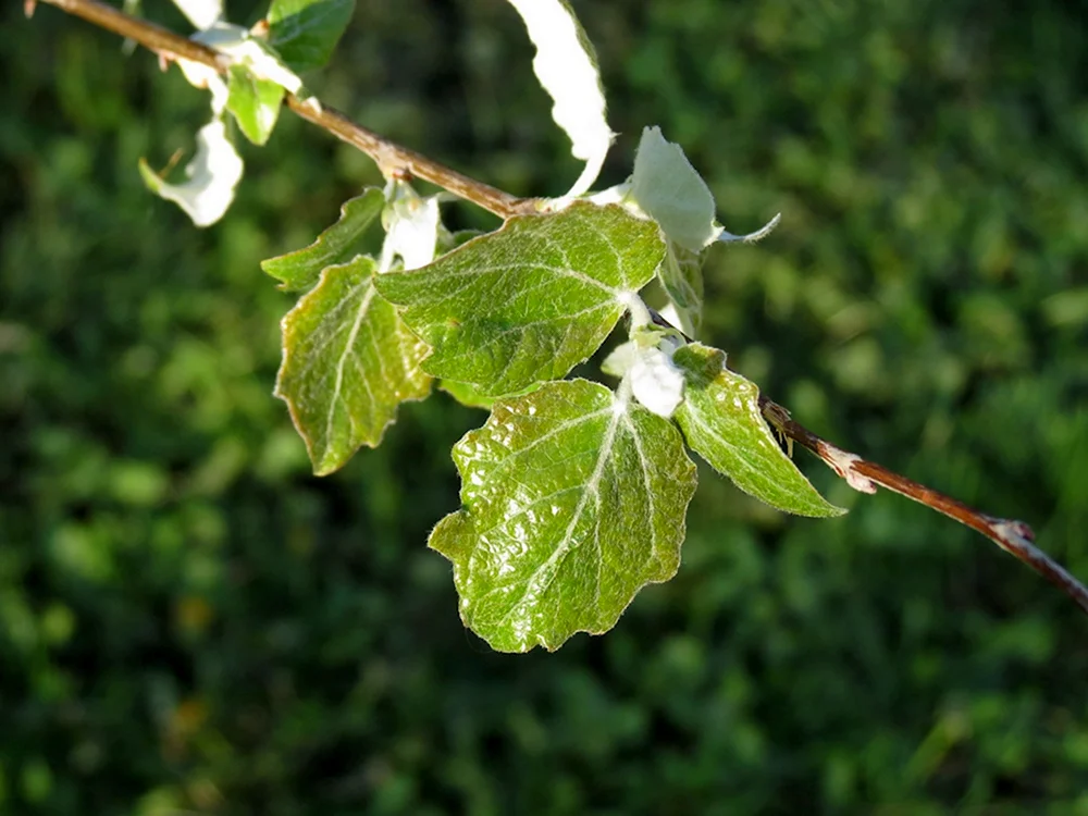 Populus x canescens