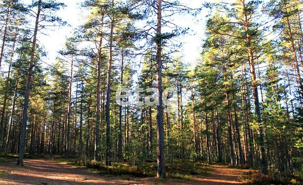 Поселок Смолячково Ленинградская область