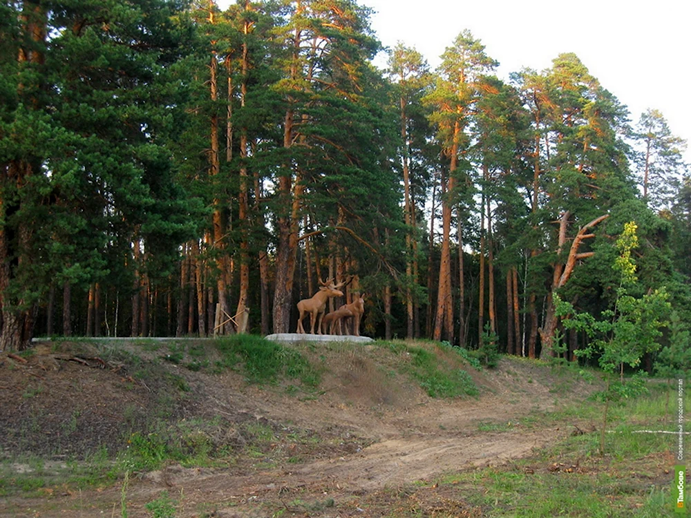 Пригородный лес Тамбов