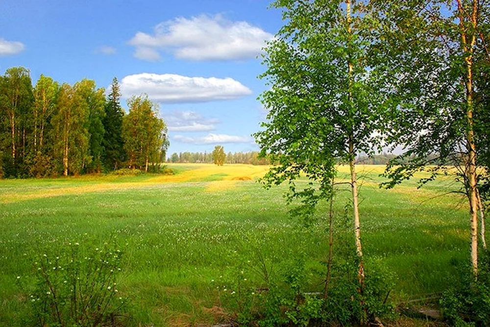 Природа Якутии Алаас березы
