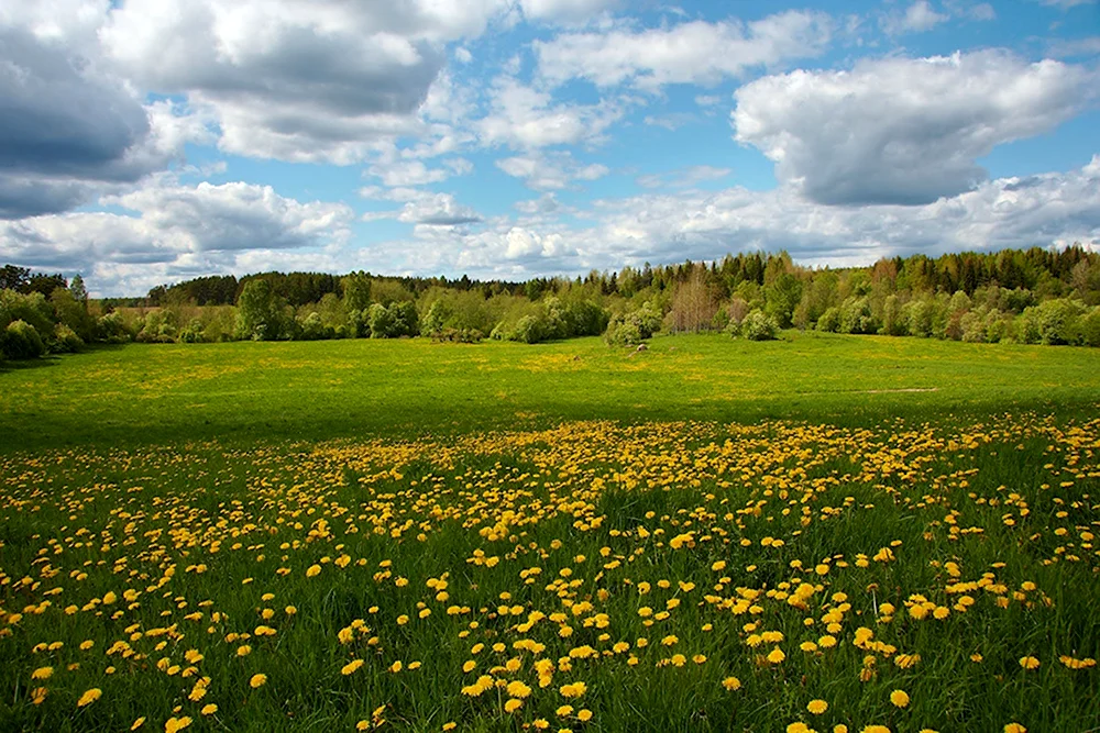 Природа поле