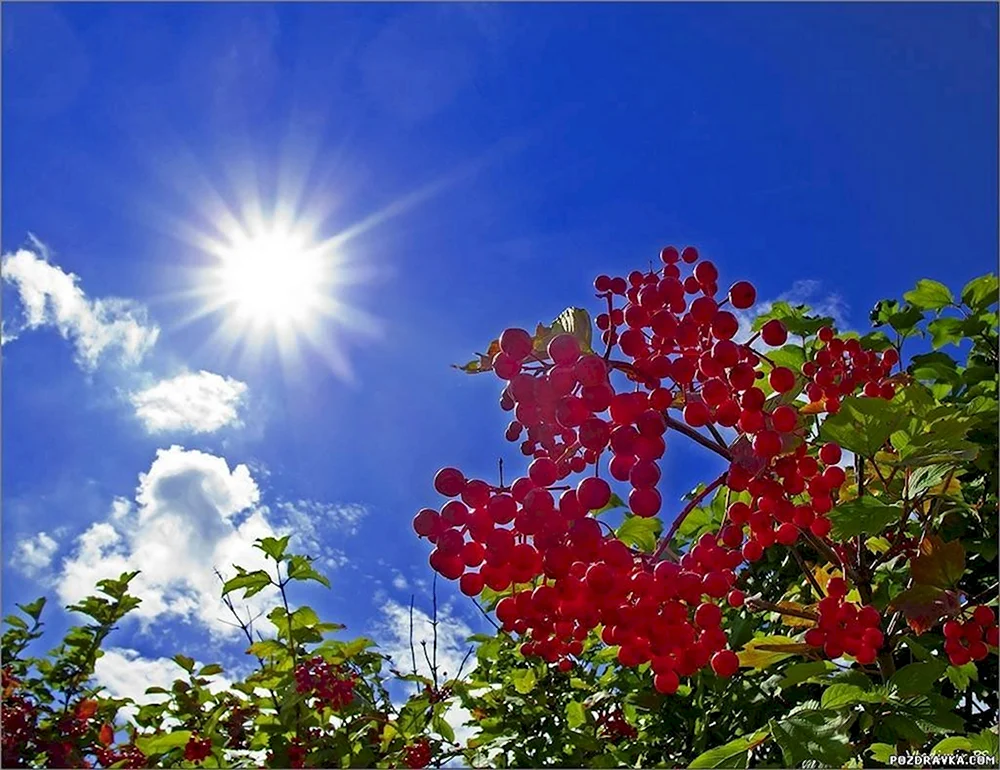 Природа с калиной