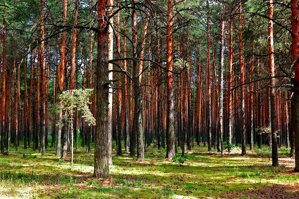 Природное сообщество сосняк -черничник