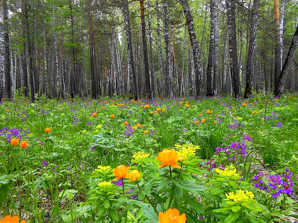 Разнотравье Сибири жарки