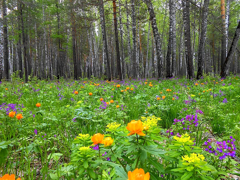 Разнотравье Сибири жарки