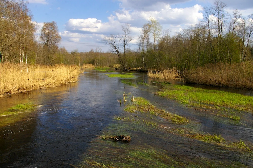 Река Лахость Ярославская