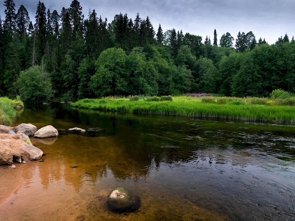 Река Оредеж Ленинградская