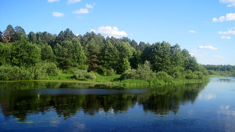 Река поле в Шатуре