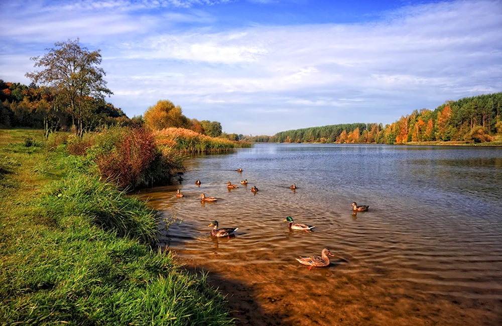 Река Птичь Беларусь