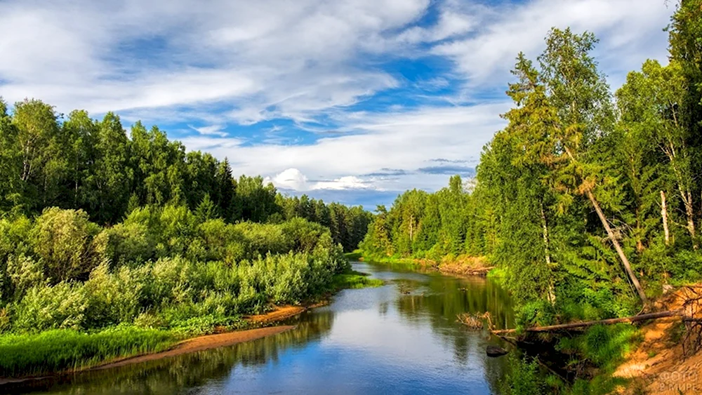 Река в тайге