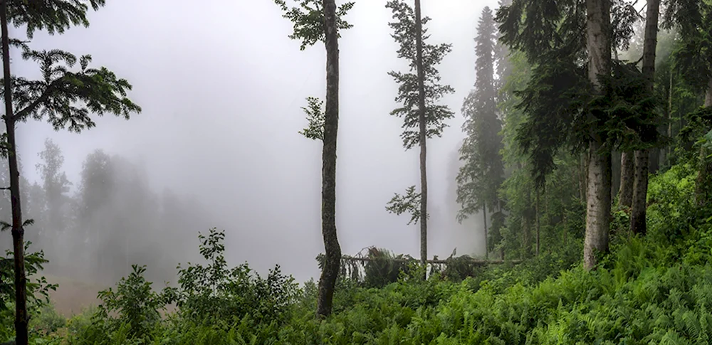 Реликтовый лес красная Поляна