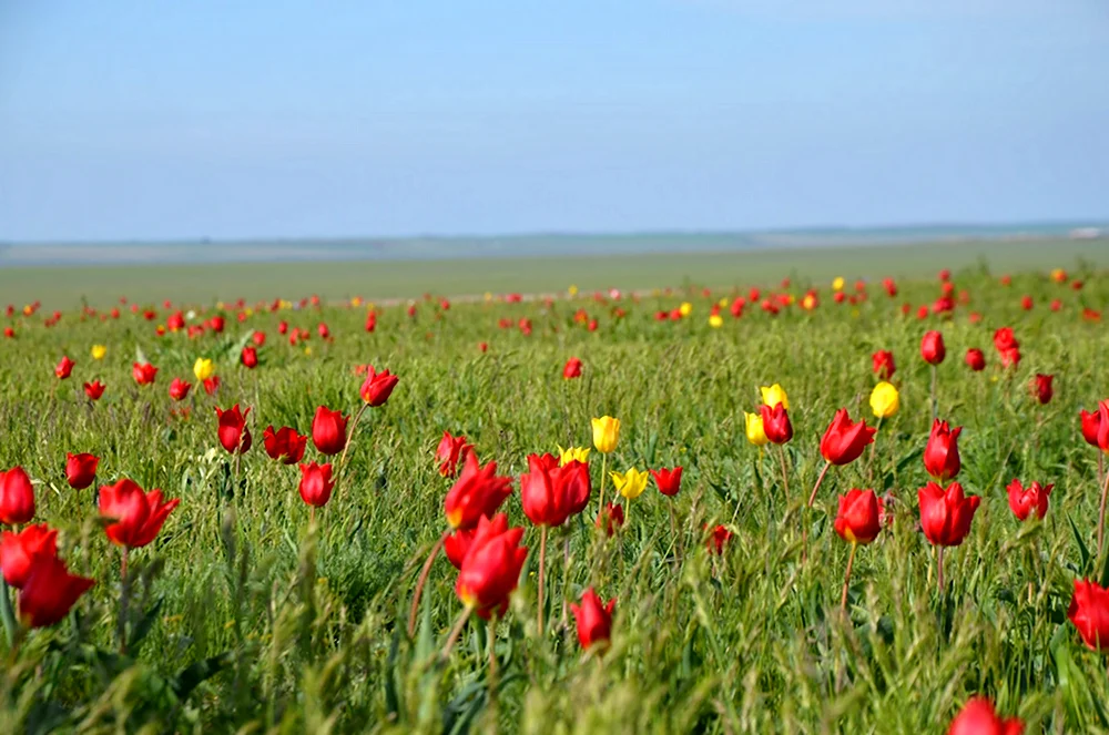 Республика Калмыкия степь