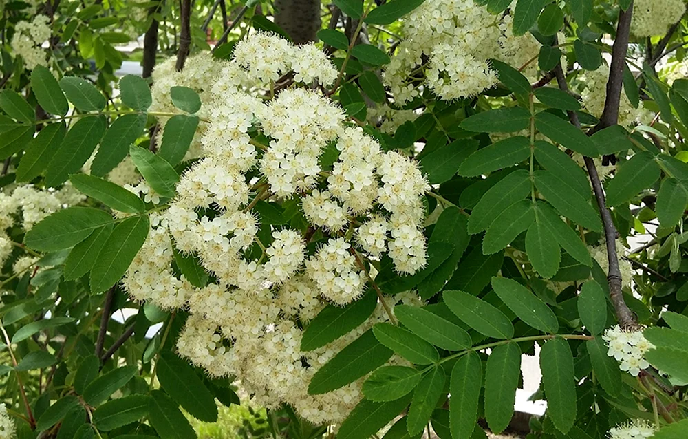 Рябина Эдулис