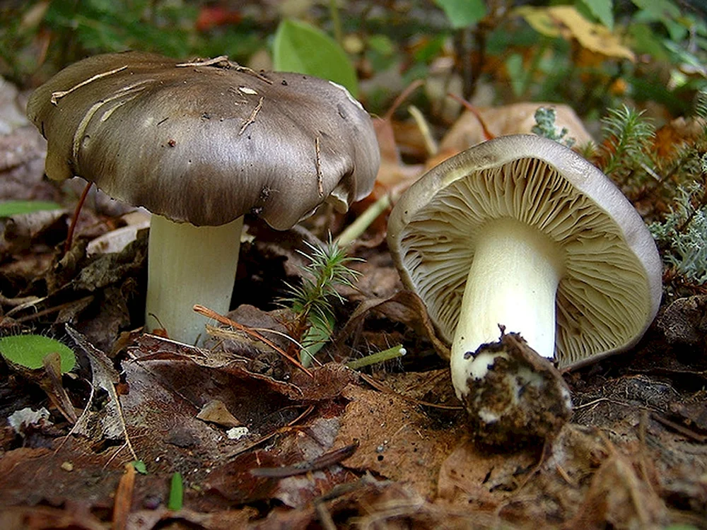 Рядовка серая Tricholoma portentosum.