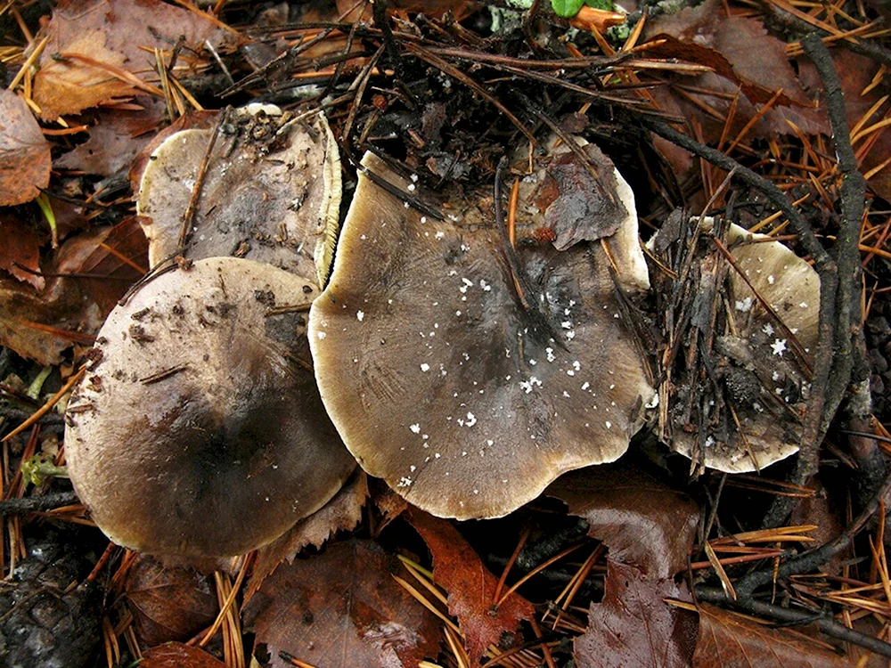 Рядовка серая Tricholoma portentosum.