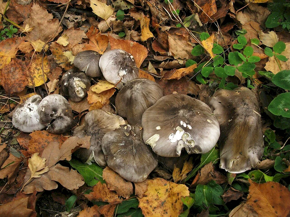 Рядовка серая Tricholoma portentosum.