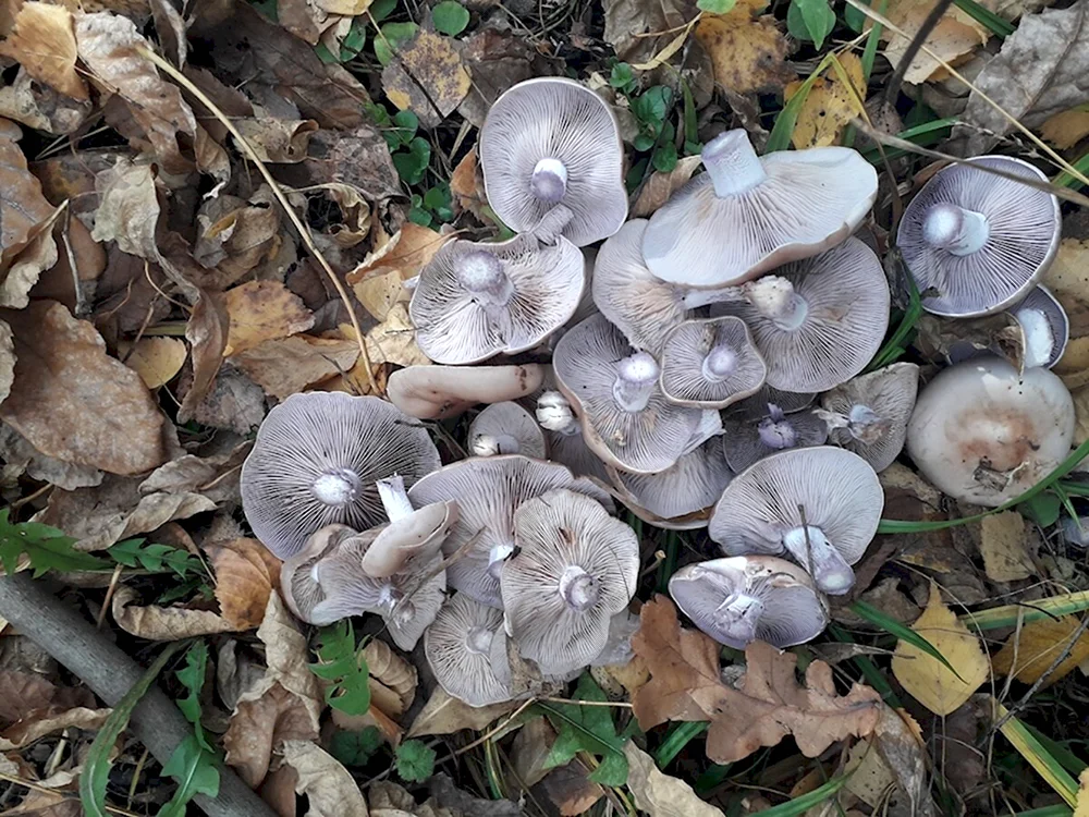 Рядовка серая Tricholoma saponaceum