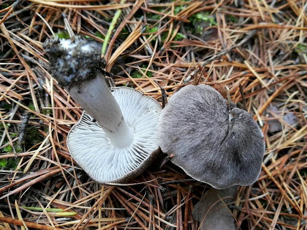 Рядовки серушки