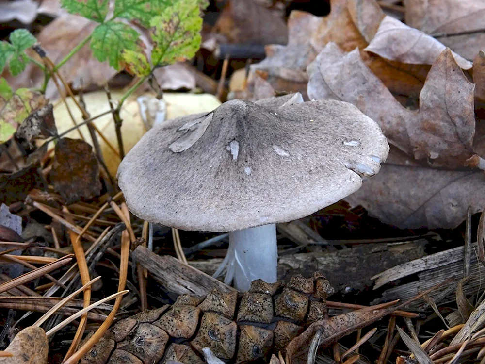 Рядовку землисто-серую Tricholoma terreum