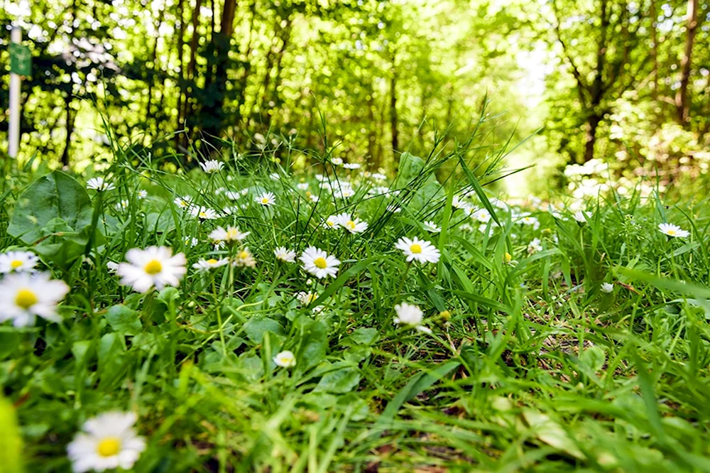 Ромашки в лесу