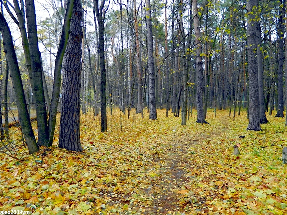 Ромашковский лес
