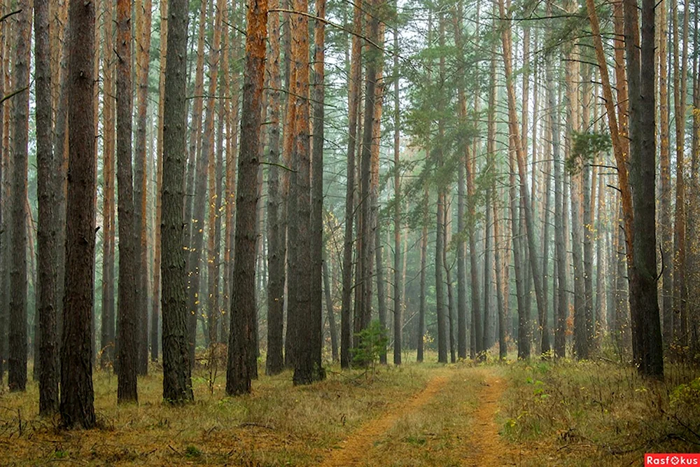 Русский лес