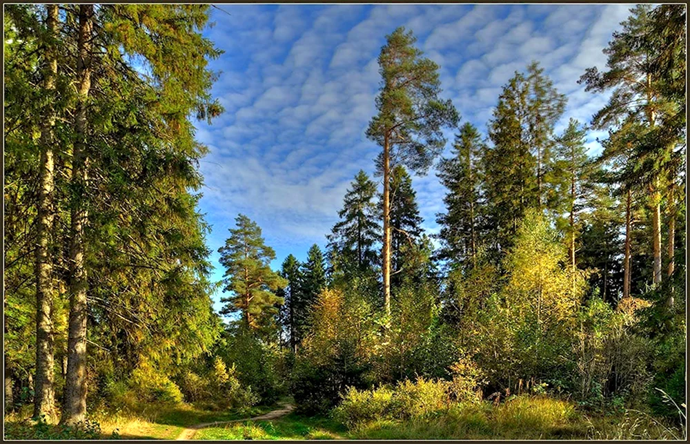 Русский лес