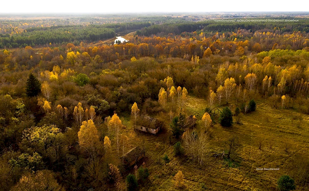 Рыжий лес Чернобыль