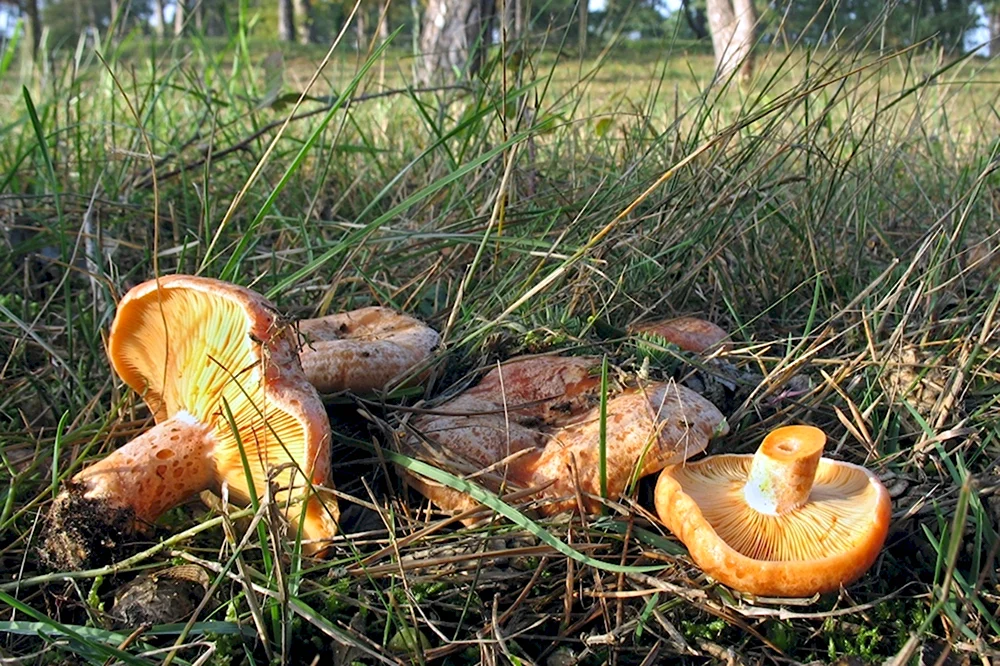 Рыжик СосновыйБоровой Lactarius deliciosus