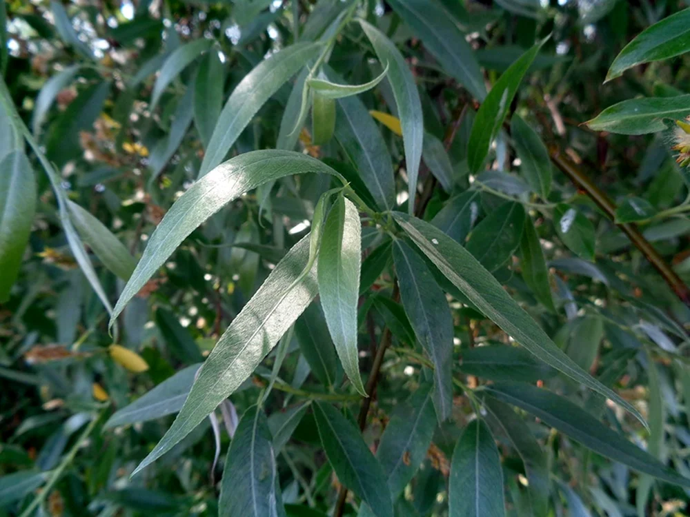 Salix Alba edulus