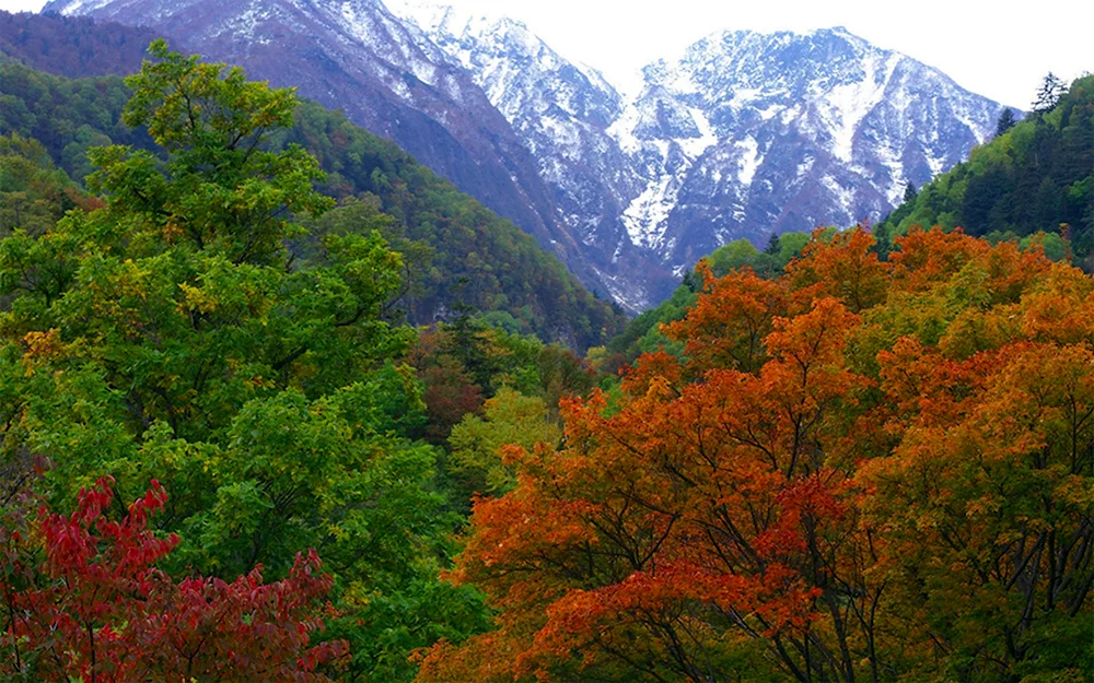 Широколиственные леса Южной Кореи