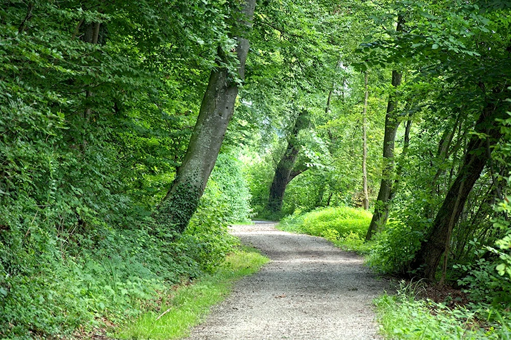 Широколиственный лес тропа