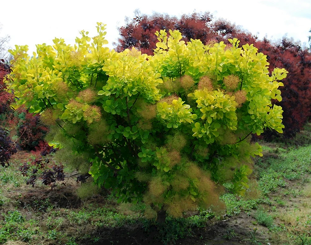Скумпия Кожевенная Golden Spirit