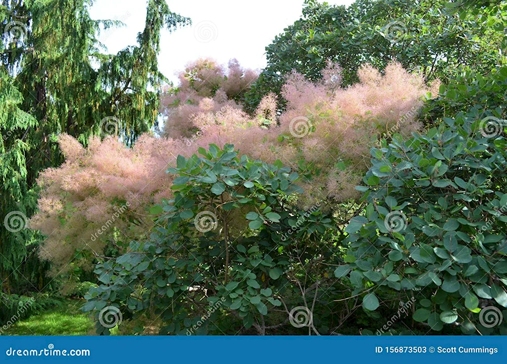 Скумпия Кожевенная или коггигрия Cotinus coggygria SCOP.